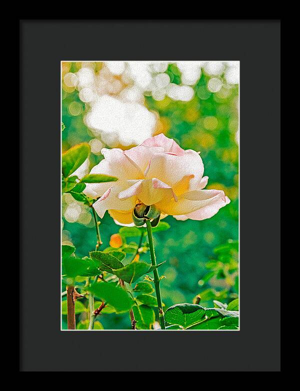 Gorgeous Bright Rose During Spring - Framed Print