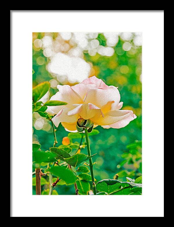 Gorgeous Bright Rose During Spring - Framed Print