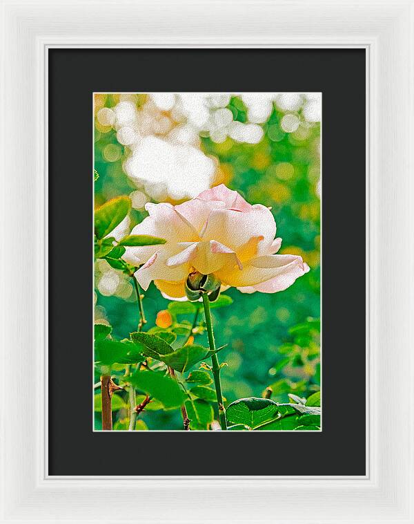 Gorgeous Bright Rose During Spring - Framed Print