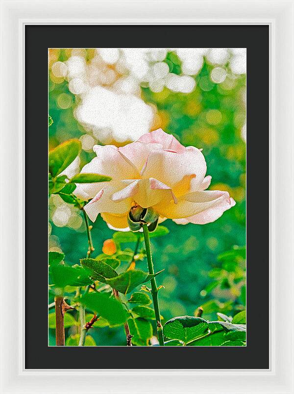 Gorgeous Bright Rose During Spring - Framed Print