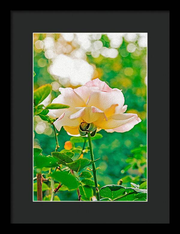 Gorgeous Bright Rose During Spring - Framed Print