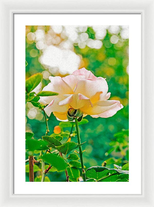 Gorgeous Bright Rose During Spring - Framed Print
