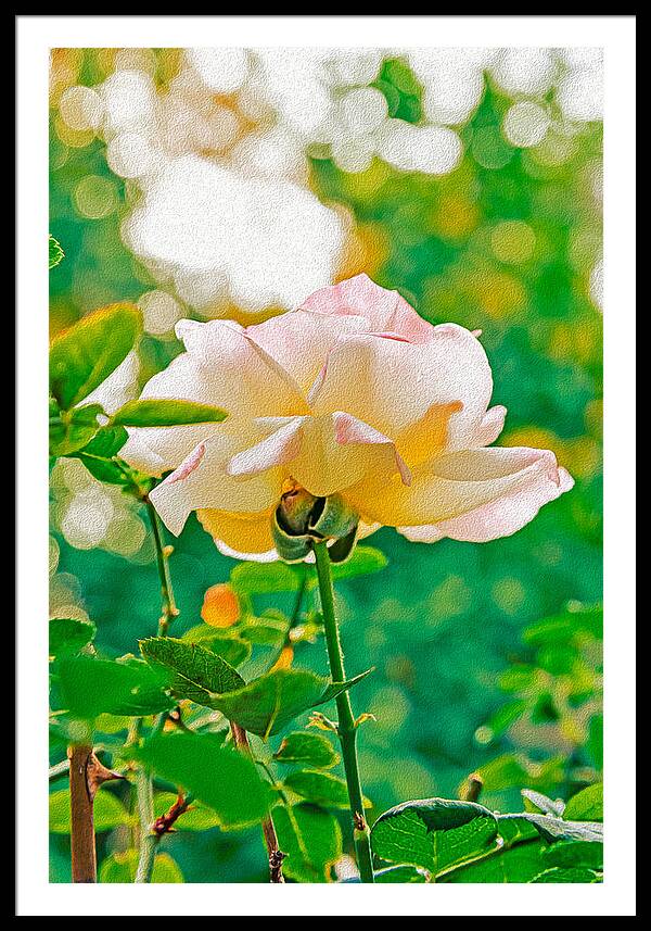Gorgeous Bright Rose During Spring - Framed Print