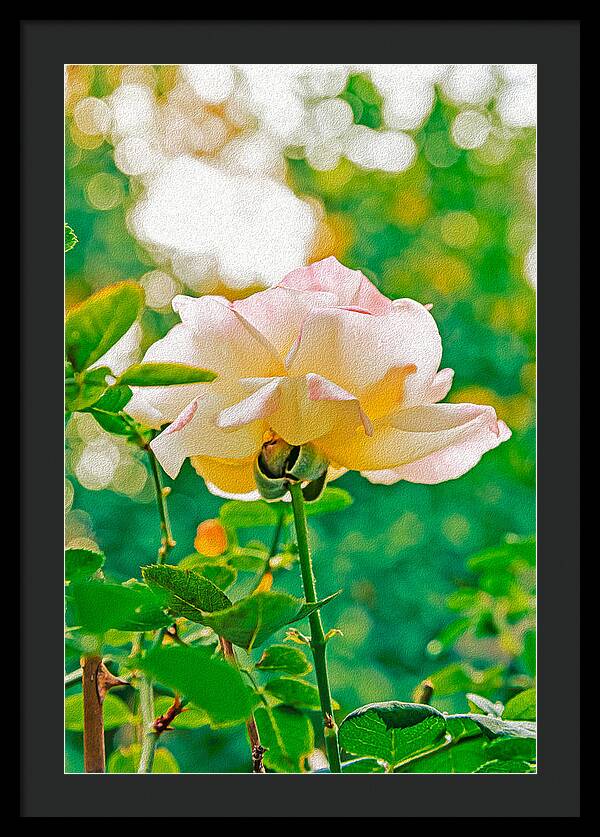 Gorgeous Bright Rose During Spring - Framed Print
