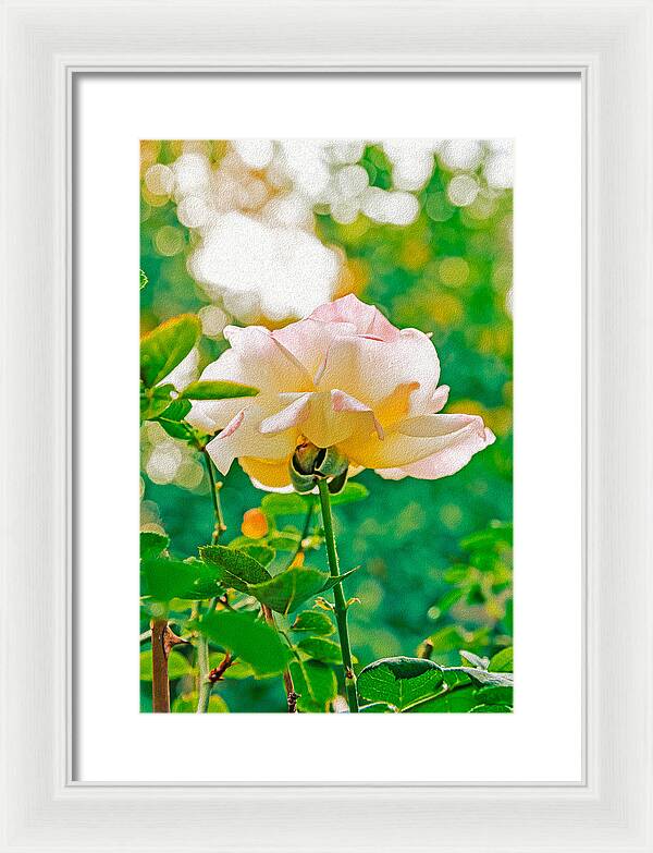 Gorgeous Bright Rose During Spring - Framed Print