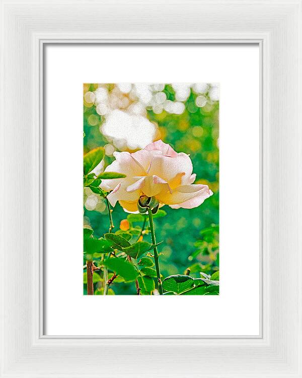 Gorgeous Bright Rose During Spring - Framed Print