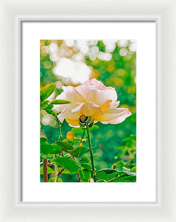 Gorgeous Bright Rose During Spring - Framed Print