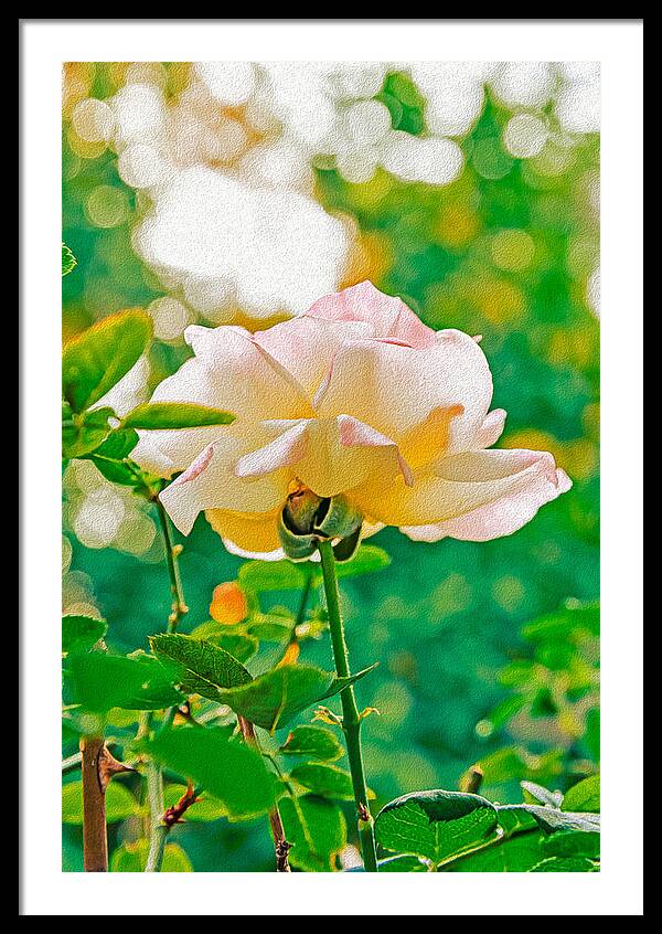 Gorgeous Bright Rose During Spring - Framed Print