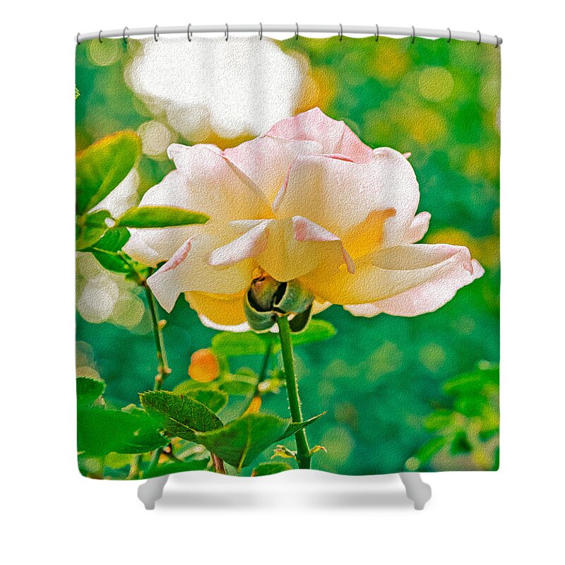 Gorgeous Bright Rose During Spring - Shower Curtain