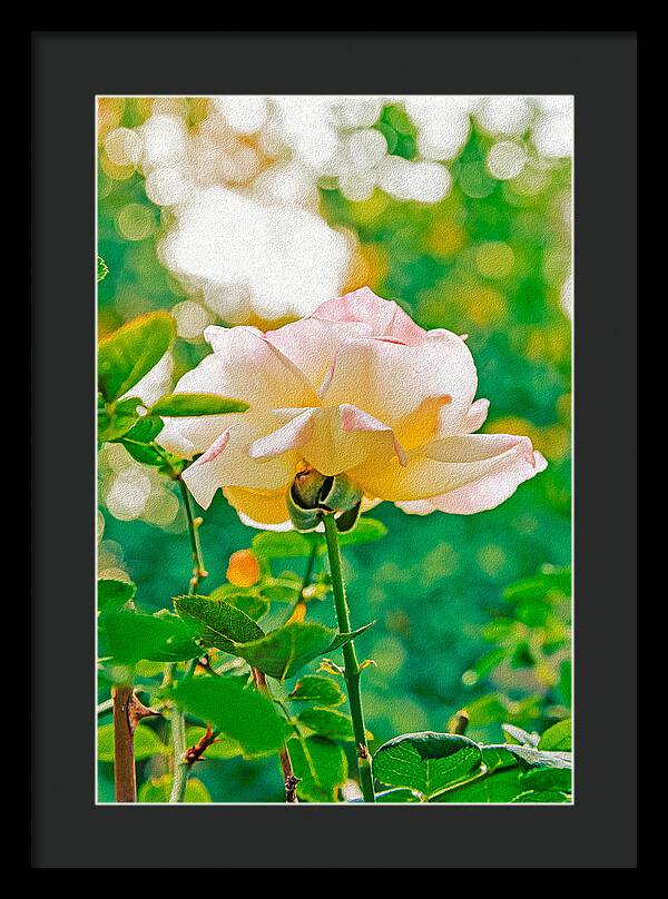 Gorgeous Bright Rose During Spring - Framed Print
