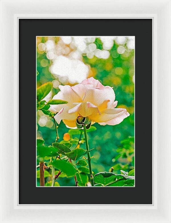 Gorgeous Bright Rose During Spring - Framed Print