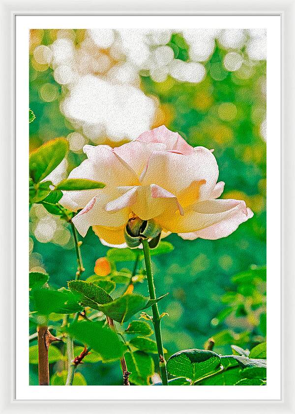 Gorgeous Bright Rose During Spring - Framed Print
