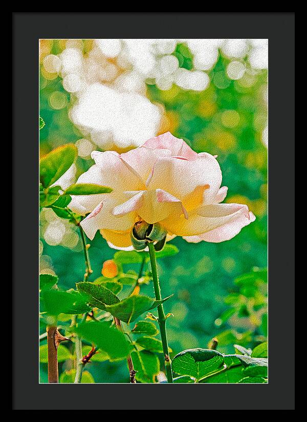 Gorgeous Bright Rose During Spring - Framed Print
