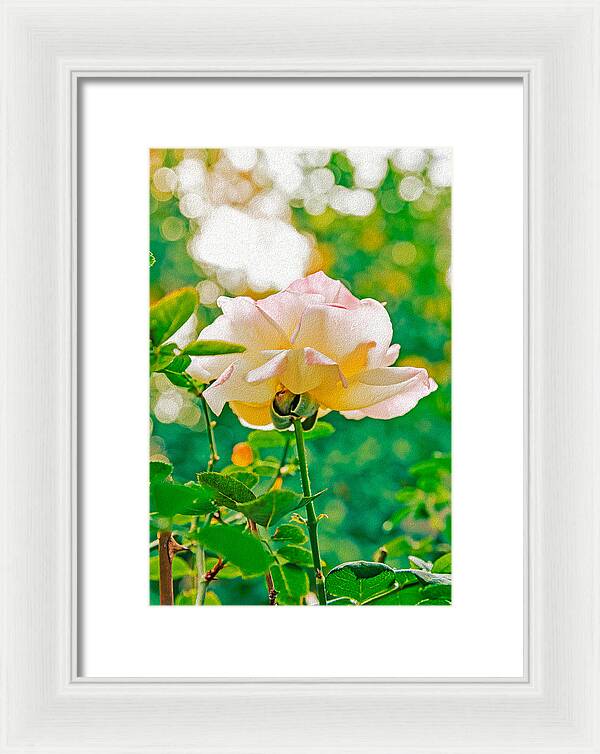 Gorgeous Bright Rose During Spring - Framed Print
