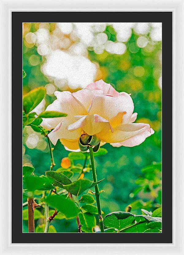 Gorgeous Bright Rose During Spring - Framed Print