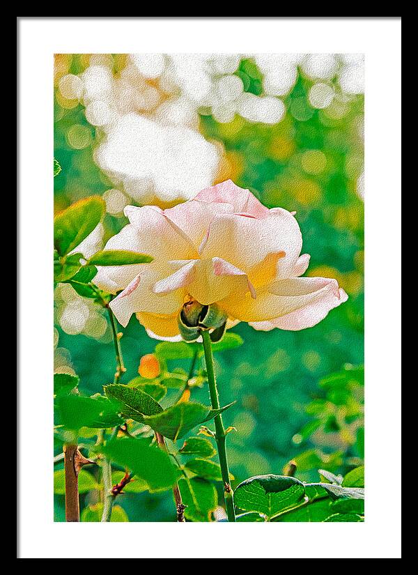 Gorgeous Bright Rose During Spring - Framed Print