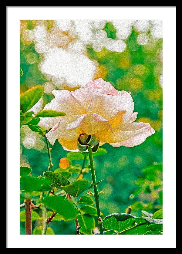 Gorgeous Bright Rose During Spring - Framed Print