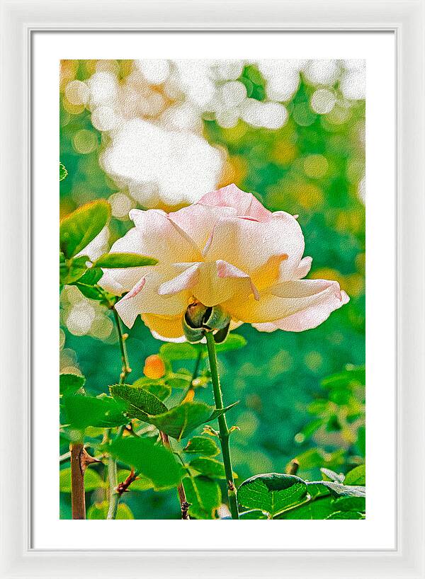 Gorgeous Bright Rose During Spring - Framed Print