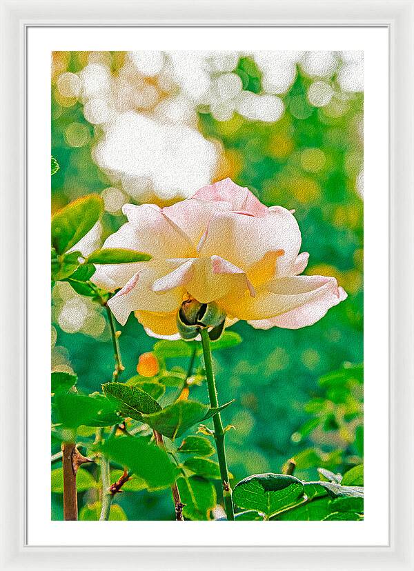 Gorgeous Bright Rose During Spring - Framed Print