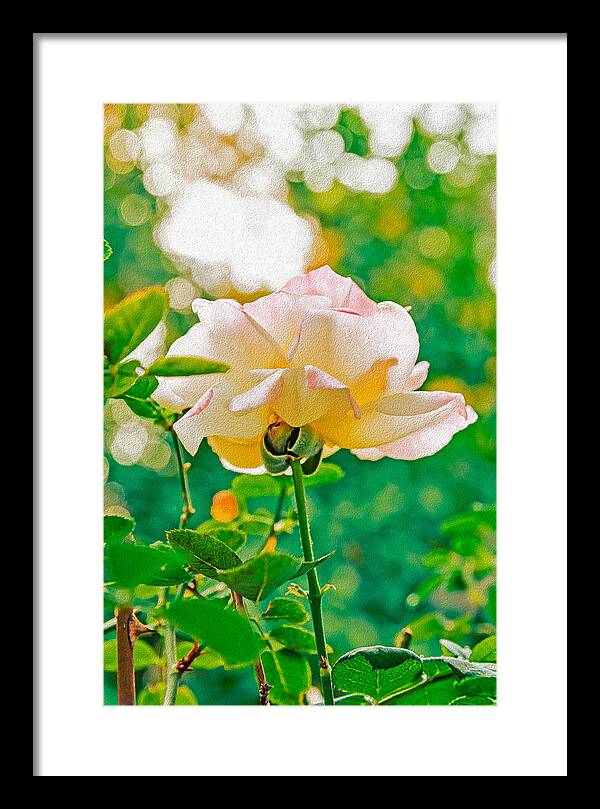 Gorgeous Bright Rose During Spring - Framed Print