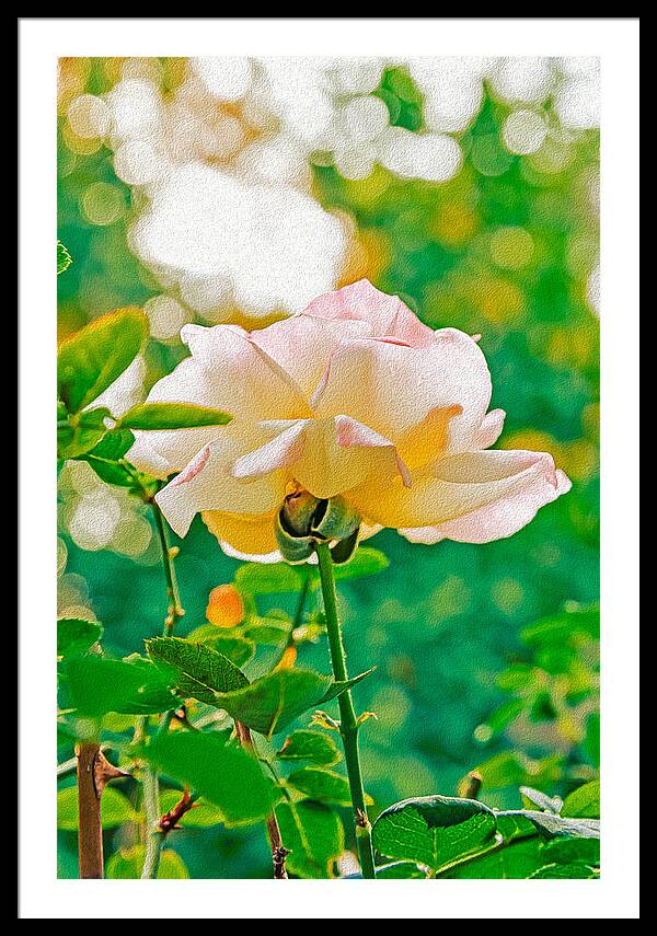 Gorgeous Bright Rose During Spring - Framed Print