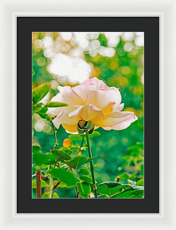 Gorgeous Bright Rose During Spring - Framed Print