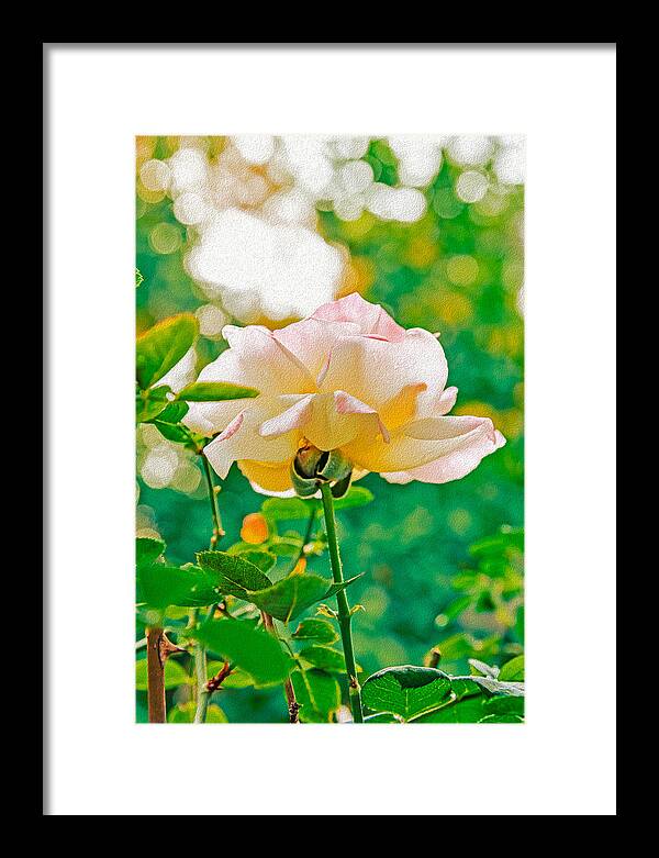 Gorgeous Bright Rose During Spring - Framed Print