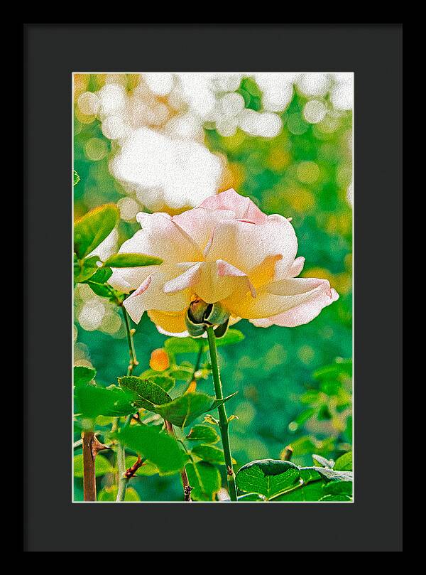 Gorgeous Bright Rose During Spring - Framed Print
