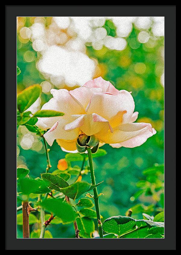 Gorgeous Bright Rose During Spring - Framed Print