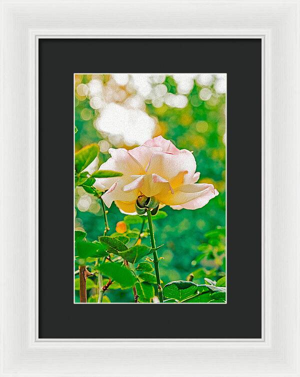 Gorgeous Bright Rose During Spring - Framed Print