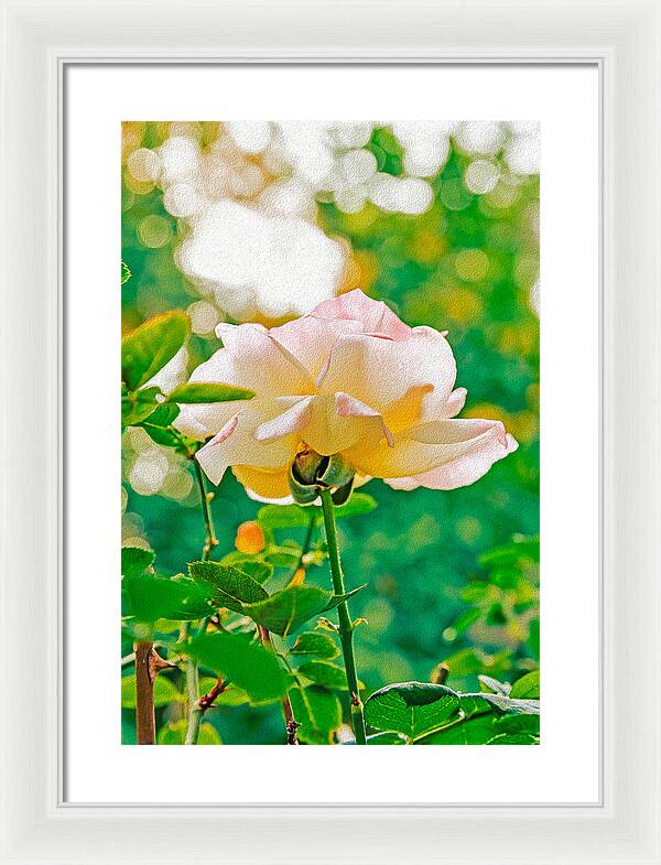 Gorgeous Bright Rose During Spring - Framed Print