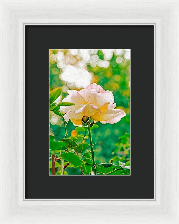 Gorgeous Bright Rose During Spring - Framed Print