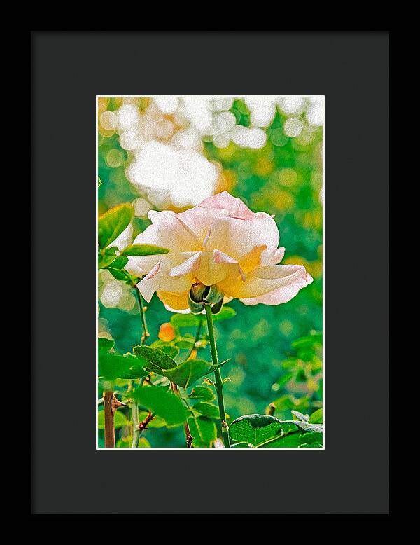 Gorgeous Bright Rose During Spring - Framed Print