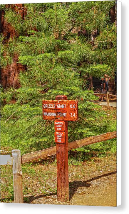 Grizzly Giant Post Mariposa Grove - Canvas Print