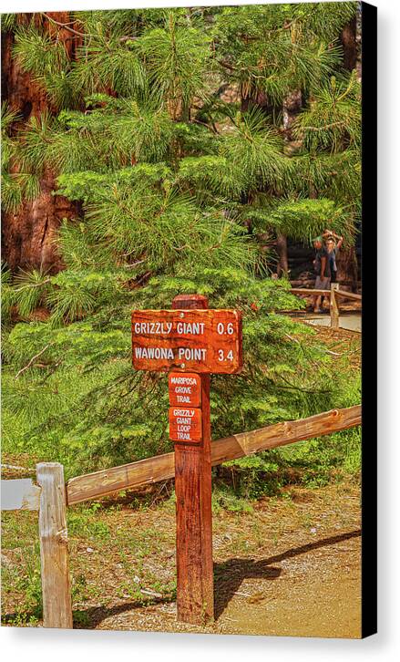 Grizzly Giant Post Mariposa Grove - Canvas Print