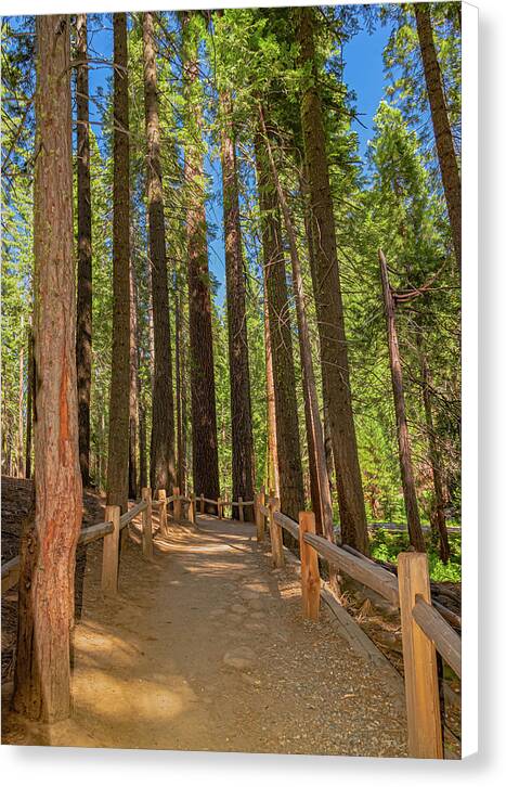 Hiking Trail in Mariposa Grove of Giant Sequoias - Canvas Print