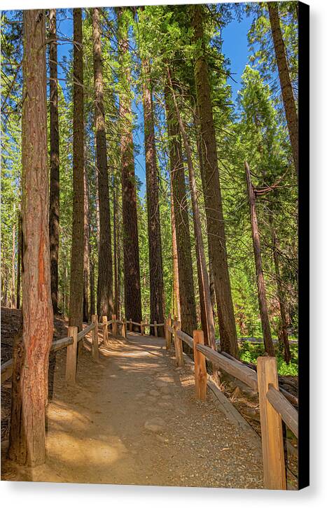 Hiking Trail in Mariposa Grove of Giant Sequoias - Canvas Print