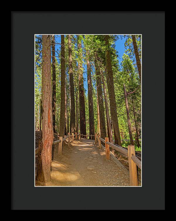 Hiking Trail in Mariposa Grove of Giant Sequoias - Framed Print