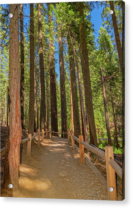 Hiking Trail in Mariposa Grove of Giant Sequoias - Acrylic Print