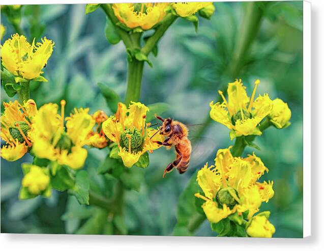 Holding on to Dear Life of a Bee - Canvas Print