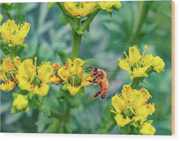 Holding on to Dear Life of a Bee - Wood Print