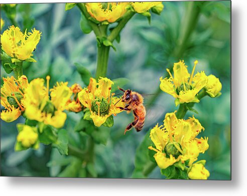 Holding on to Dear Life of a Bee - Metal Print