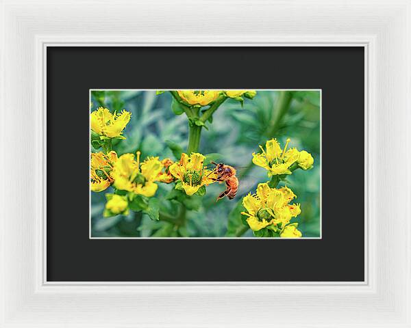 Holding on to Dear Life of a Bee - Framed Print