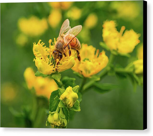 Landscape of a bee and yellow flowers - Canvas Print
