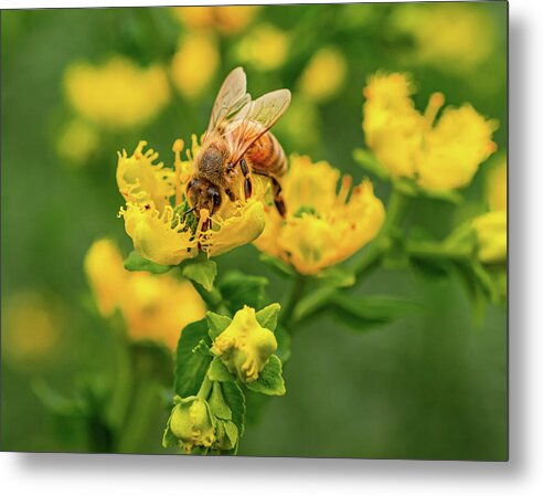 Landscape of a bee and yellow flowers - Metal Print