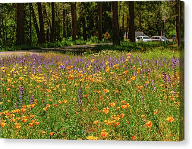 Landscape of Wild Flowers - Canvas Print
