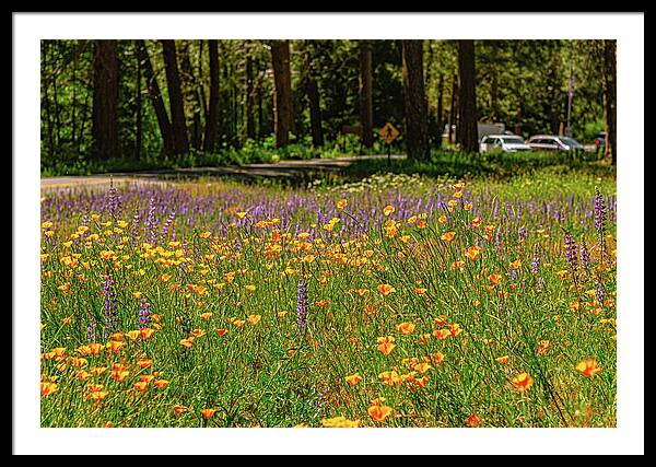 Landscape of Wild Flowers - Framed Print