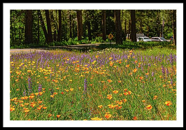 Landscape of Wild Flowers - Framed Print
