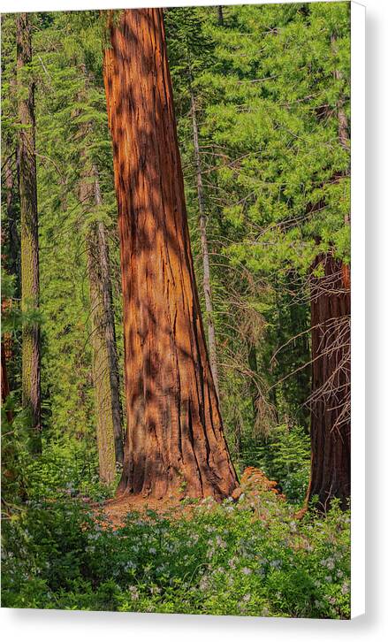 Large Sequoia Tree and Forest - Canvas Print