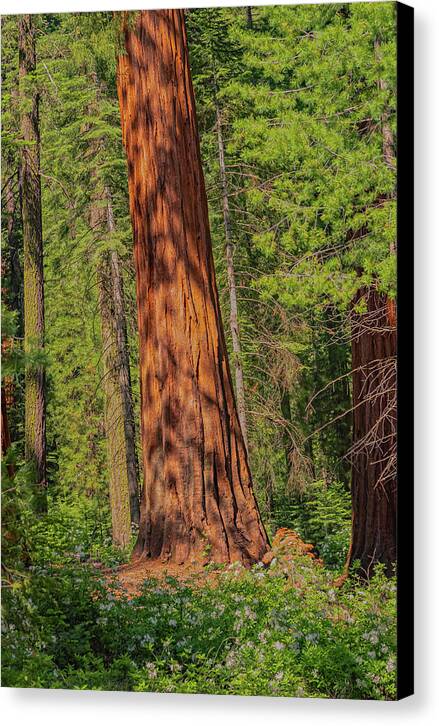 Large Sequoia Tree and Forest - Canvas Print